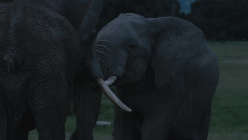 Two elephants fighting head to head one pushing the other