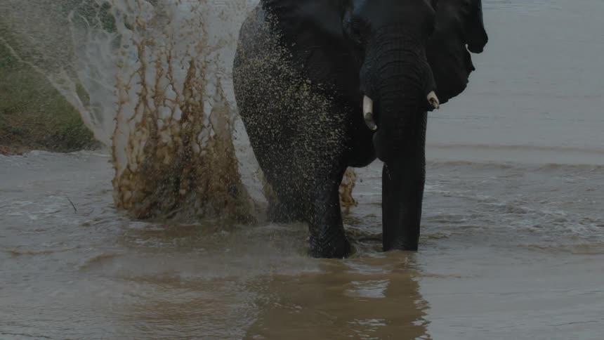 Adult elephant kicking the water in a body of water outdoors