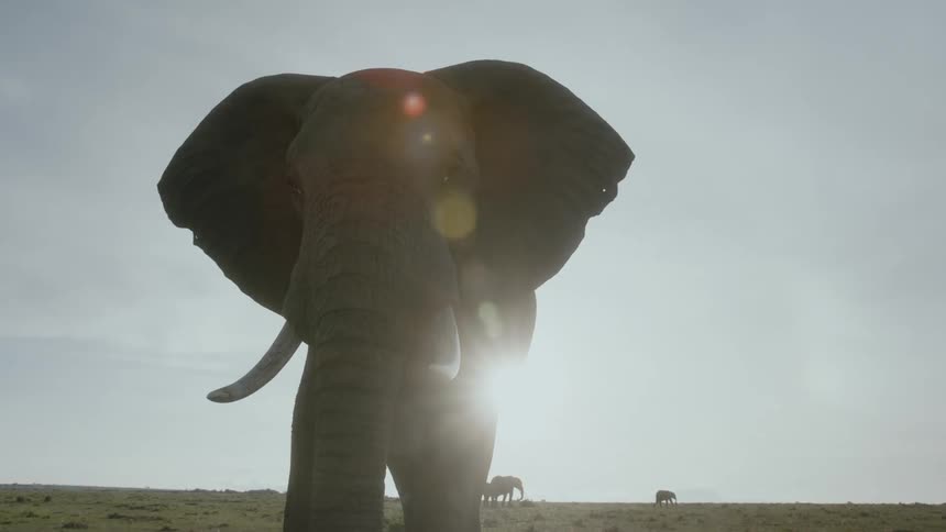 Silhouette of an african elephant standing in front of the sun setting over the savannah