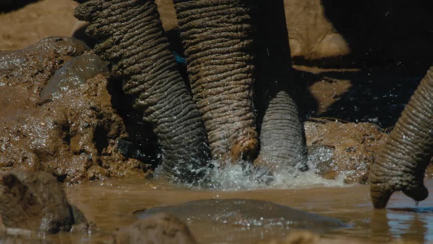 A group of elephants are drinking water together outdoors