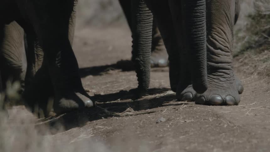 Close up of african elephants trunks and legs walking on dirt road