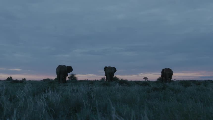 Three adult elephants walking together at a grass field during sunset