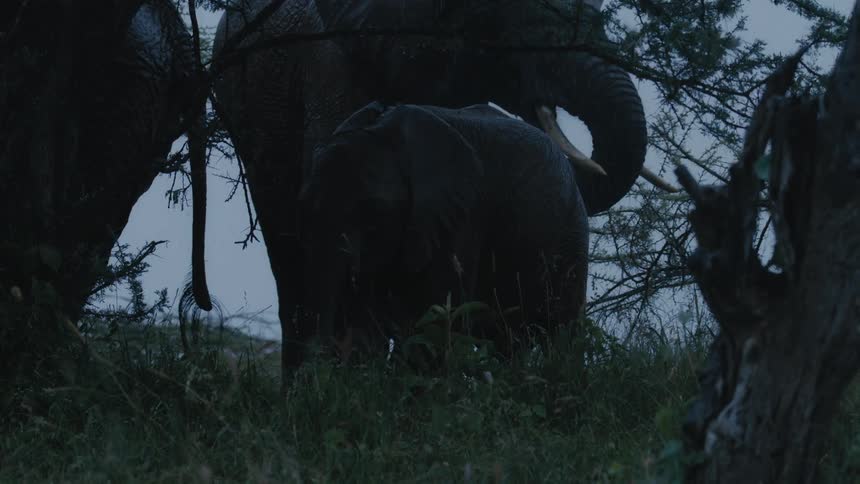 Two elephants sand by the tree