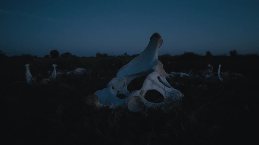 Landscapes of a jungle at night is displayed