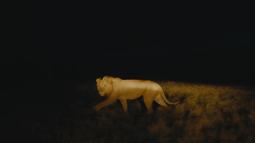 A lion walking across the savanna at night