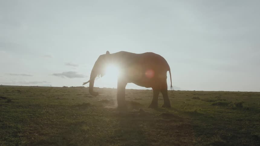 An elephant is walking in a field as the sun shines brightly in the distance