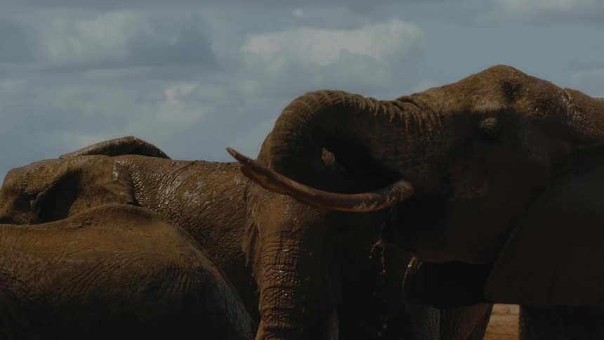 A group of elephants are standing together in the wilderness