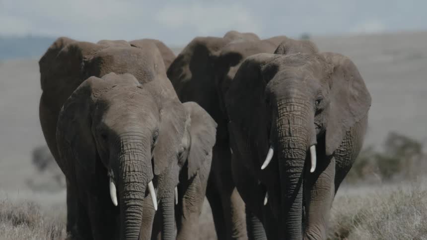 Herd of adult and baby elephants walking together in the savanna