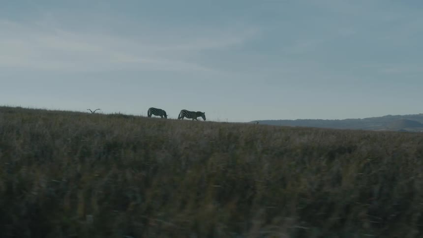 Two zebras walking down a grass field