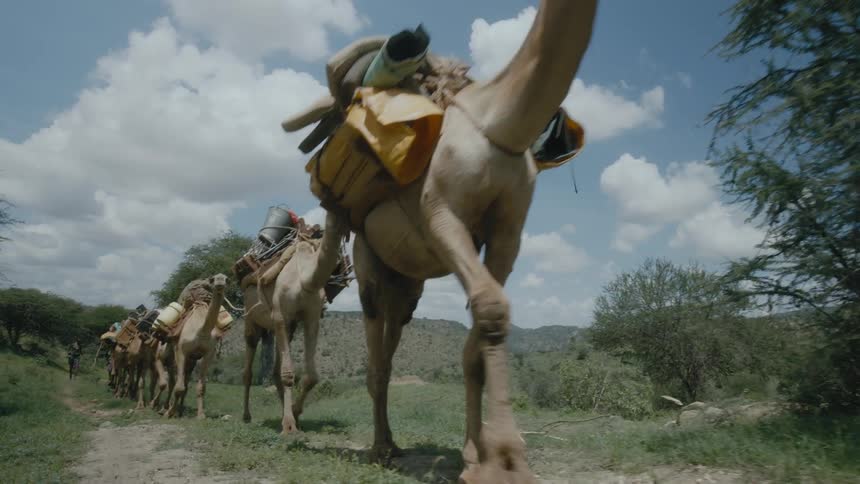 A person is walking a group of camels