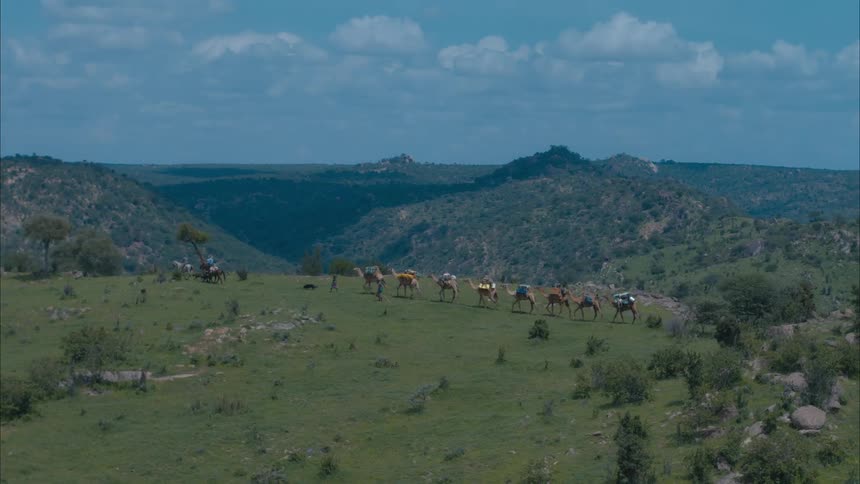 An aerial view of people leading camels across the grass