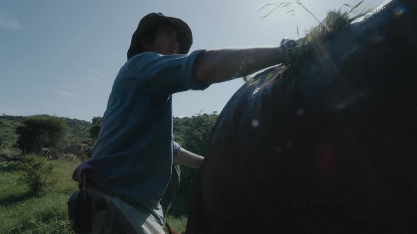 A man is brushing a horse with grass