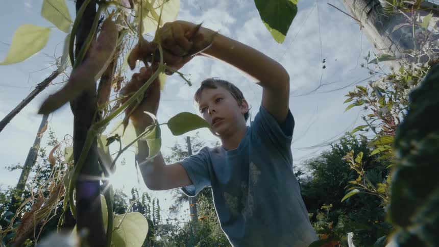A boy rips leaves off a plant in a garden