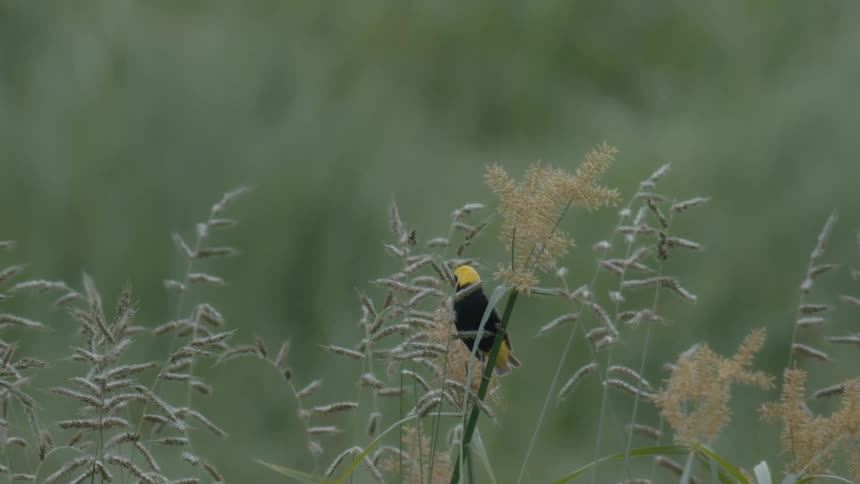 A yellow and black bird flying away from tall grass in a field