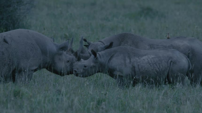 A family of rhinos standing in tall grass face to face with birds sitting on their backs