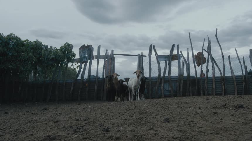Men herd goats through a gate into a grassy paddock area