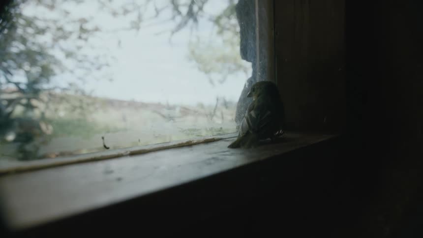A bird sitting in a window sill
