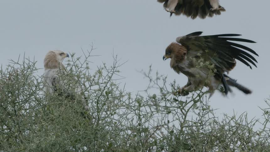 A large bird tries to knock another bird off the top of a tree