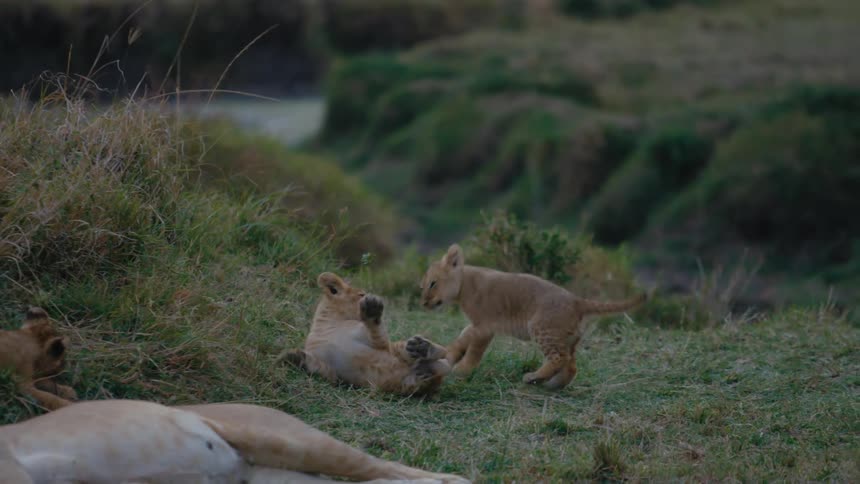 Two lion cubs playing in grass in nature