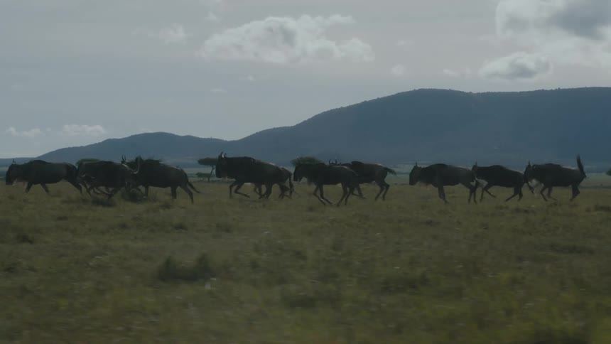 A herd of animals run in the grass
