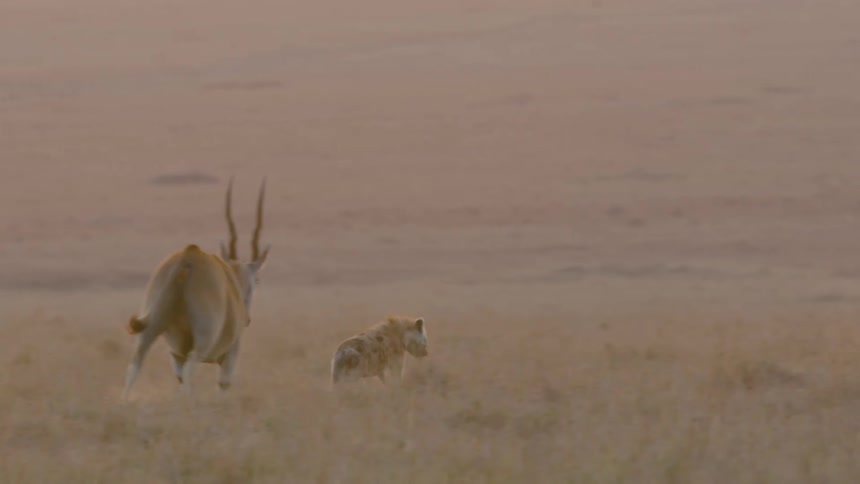 Birds fly after an antelope thats chasing a hyena in a field