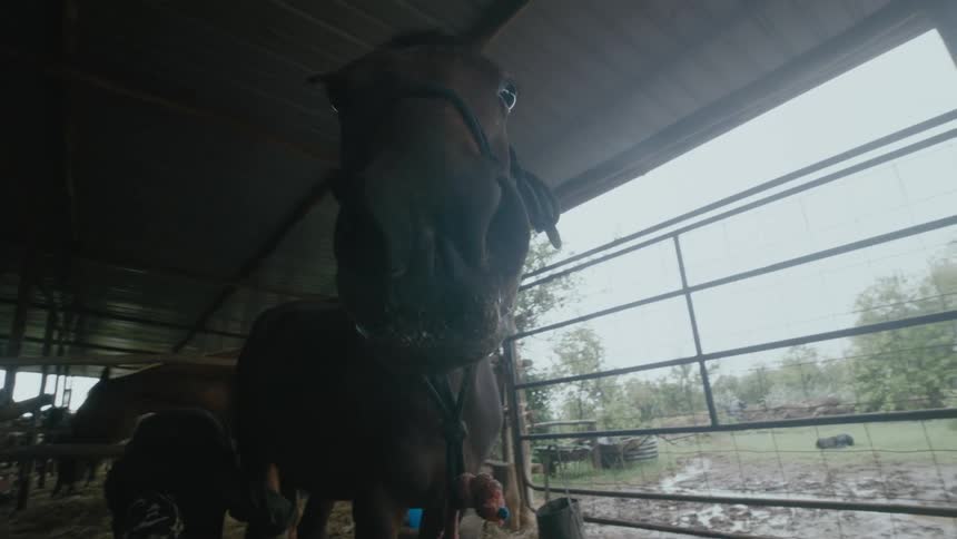 Two horses are in a barn on a farm in spring