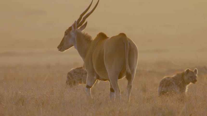 Animals are running and hunting outdoors at dusk