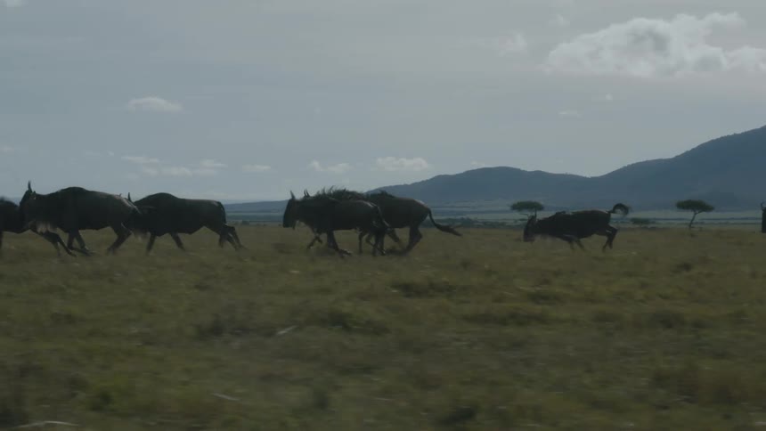A pack of wildebeest running across the plains