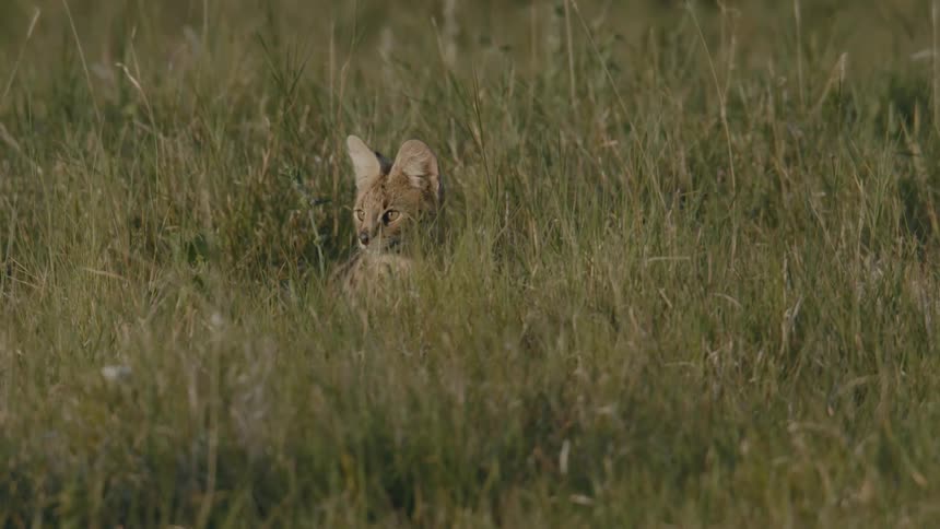 A wild cat in tall grass in nature