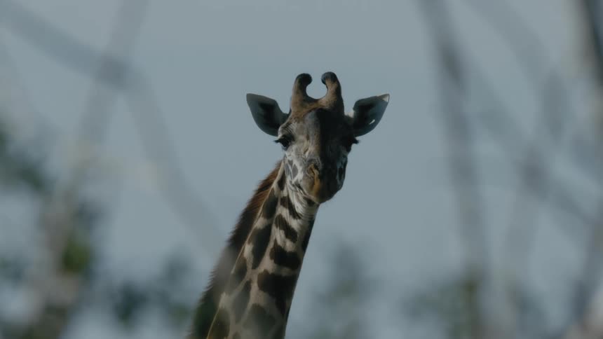 Giraffe stands still staring