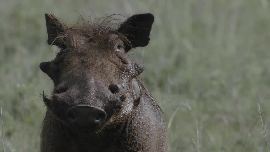 A warthog sitting in a grassy field in nature
