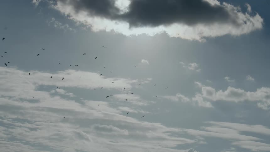 A flock of birds are flying in the sky as the sun shines from behind a clouds
