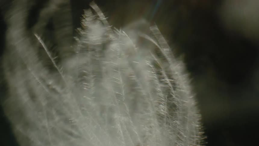 Feathering plant blows in strong breeze