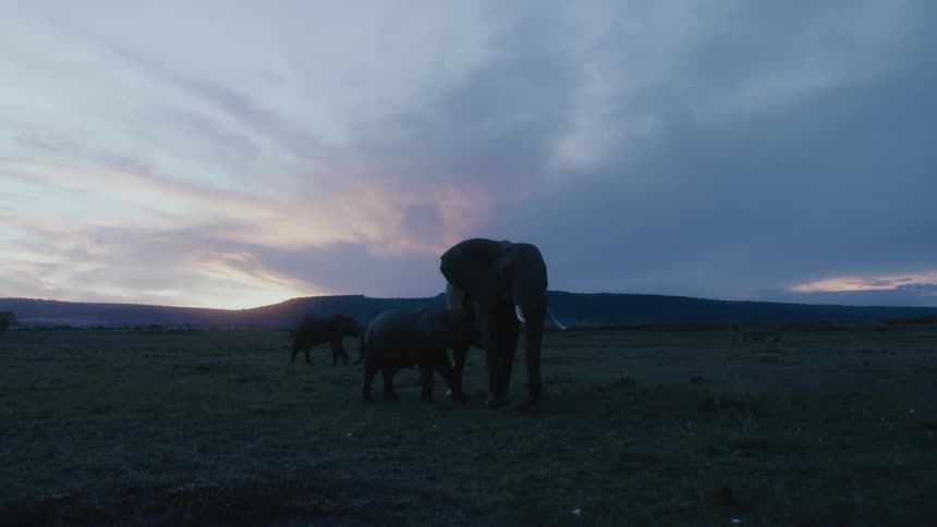 Baby elephant nursing in the middle of an open field