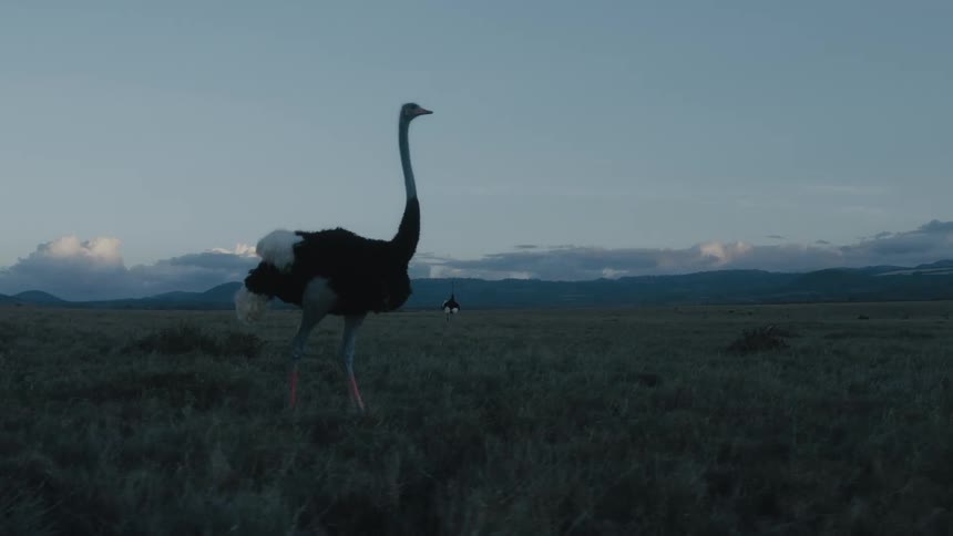 Ostrich walking in a large grass field at the middle of the day