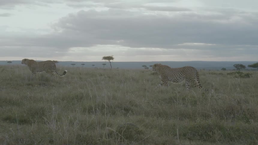 Cheetahs walking across a grassy field in nature