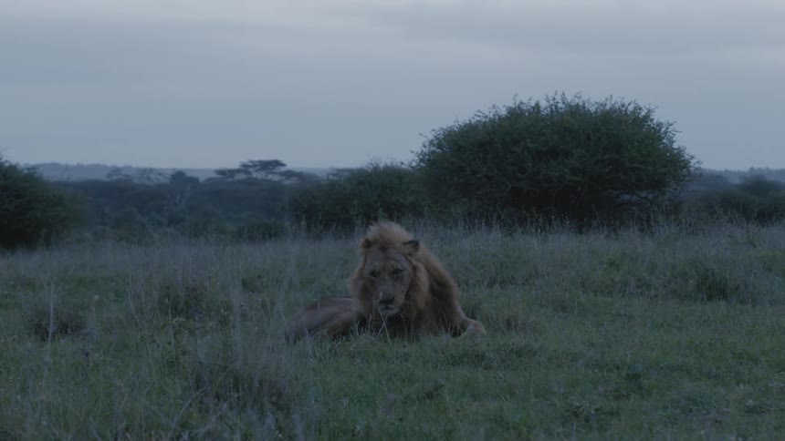 Adult lion lying down in the middle of a grass field