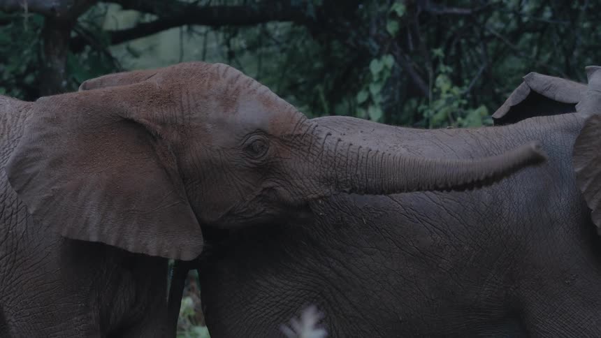 Baby elephants stand next to trees on the grassland