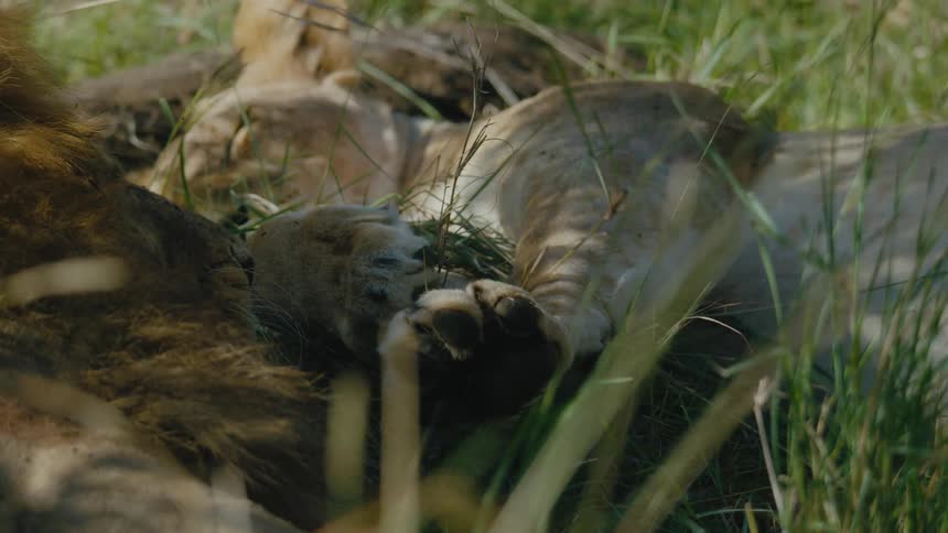 Lions napping in a grassy field in nature