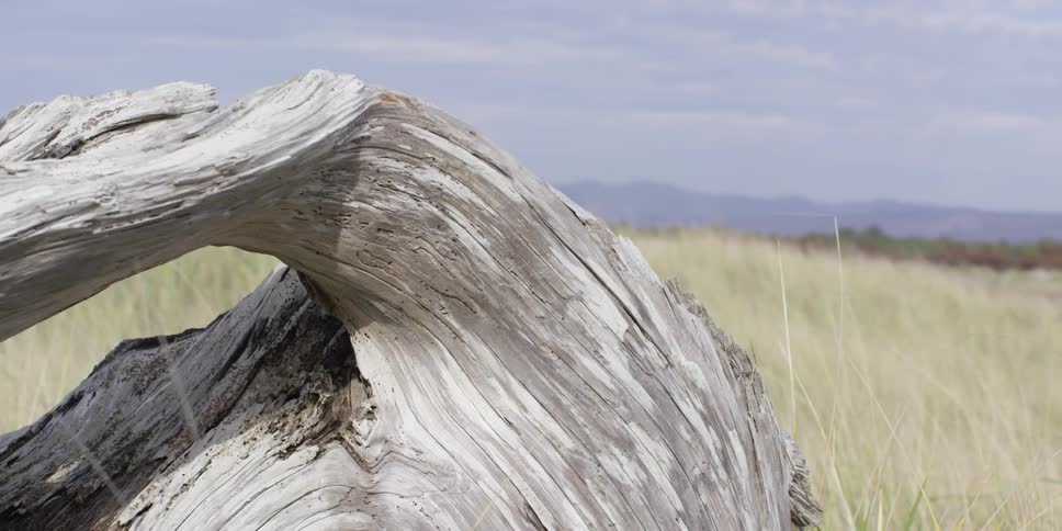 Dead tree parts in a meadow