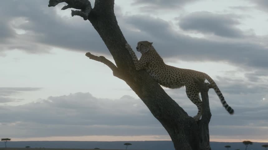 Cheetah standing on top of a tree trunk