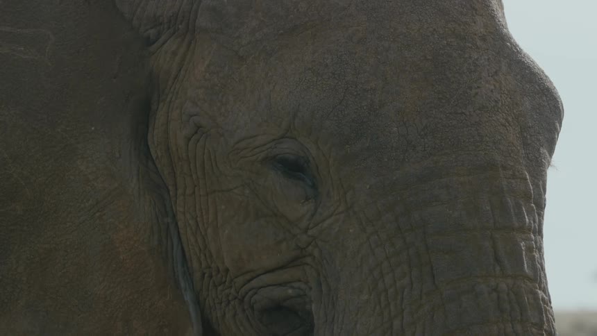 Close up of african elephant head with large ears and trunk