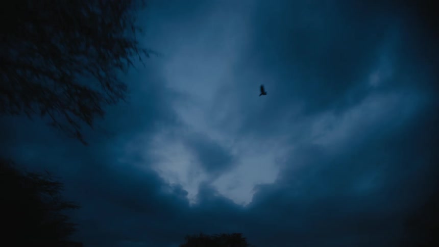 Bird flies across cloudy sky over tree tops