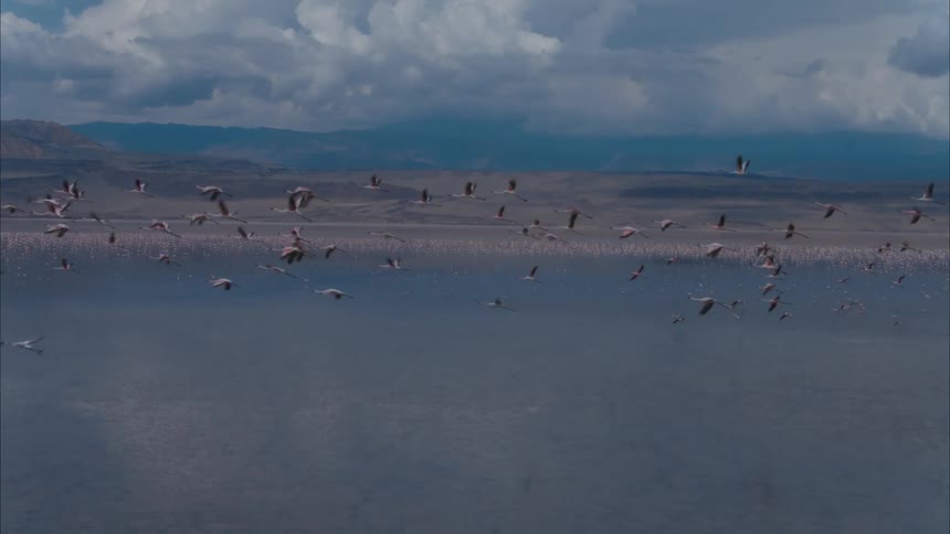 Birds flying over the water