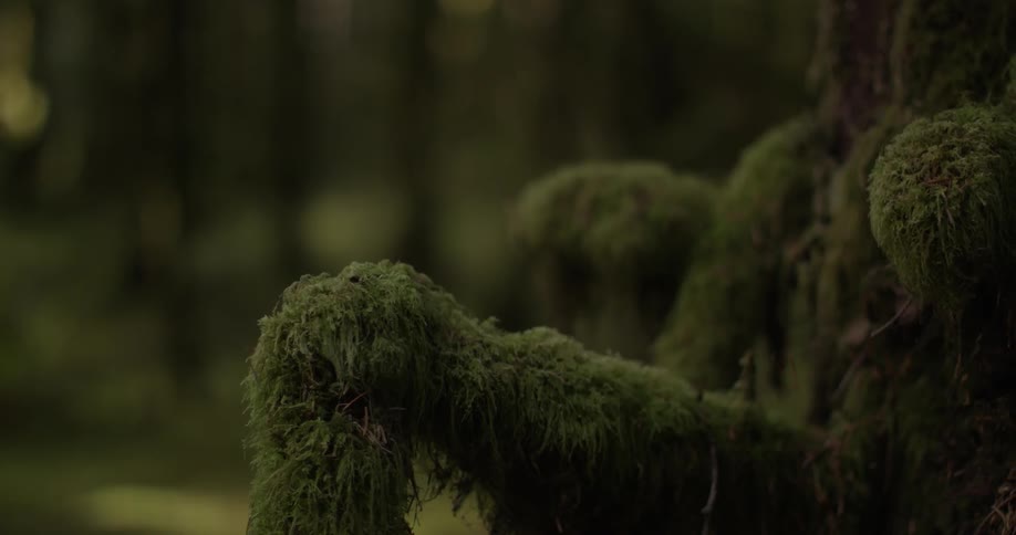 Green moss on trees in a forest