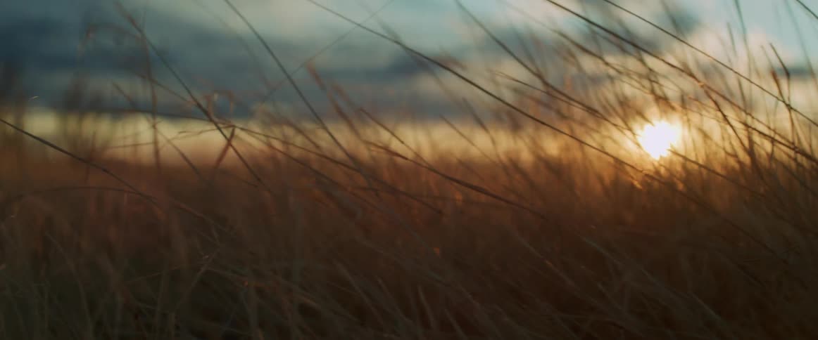 Tall grass and weeds are moving in the wind as the sun shines brightly in the distance