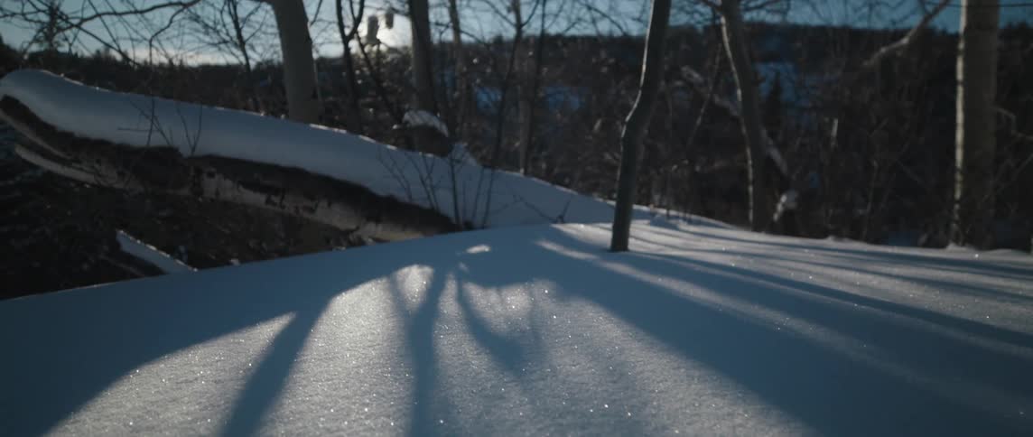 The sun shines on bare trees and the snow sparkles in the sunlight