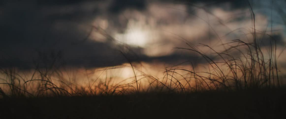Grass in a field blowing in the wind as the sun sets