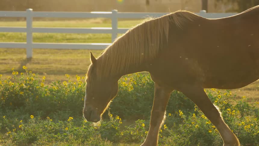 A horse is grazing on grass during the spring time