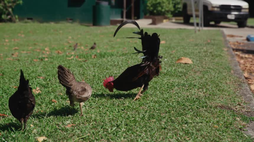 Three roosters are walking on a lawn near a house